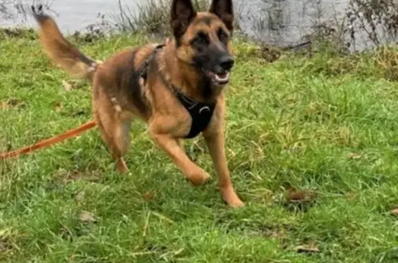 Berger allemand croisé perdu à Nanteuil - photo