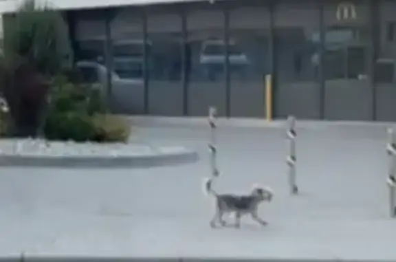 Знайдено доглянутого йорка на...