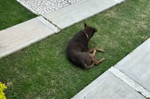 Perro café hallado en Circuito Viñedos