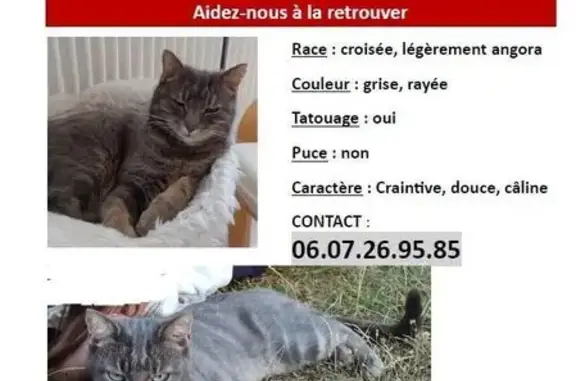 Animaux perdus Amboise, photo: Chatte grise perdue à Amboise