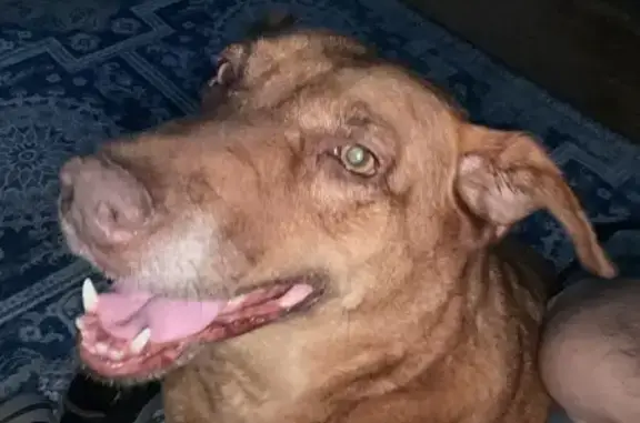 Lost Large Brown Dog Near Chris Madrid's
