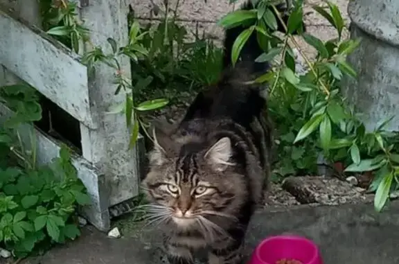 Animaux trouvés , photo: Chat tigré poils longs trouvé à Saint-Brice