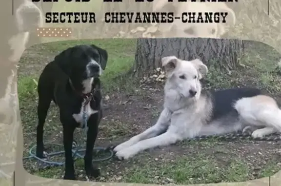 Chienne noire perdue à Chevannes-Changy - photo