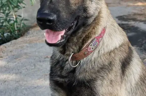 Perro Perdido: Kiko, Noble y Necesitado