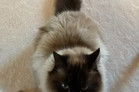 Chat perdue, très craintive à Epagny - photo