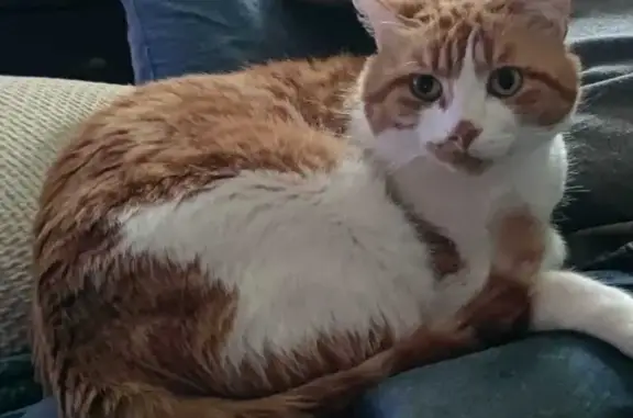 Chat mâle roux/blanc perdu à Ste-Radegonde - photo