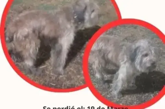 Perra Perdida en Iztapalapa: Café y Peluda