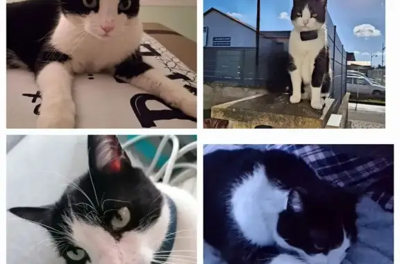 Chat perdu : noir/blanc, collier GPS bleu - photo