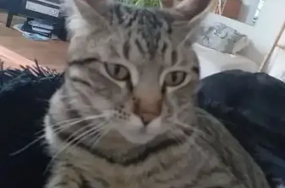 Chat trouvé Billère, photo: Chat tigré mâle trouvé à Billère