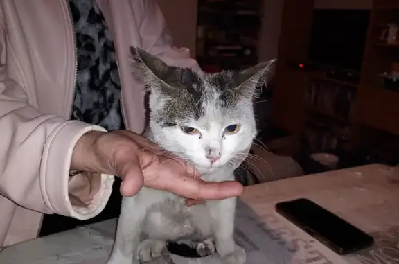 Animaux trouvés Cahors, photo: Chat blessé gris/blanc trouvé à Cahors