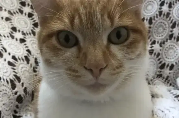 Chat perdu : blanc/roux, collier cerises - photo