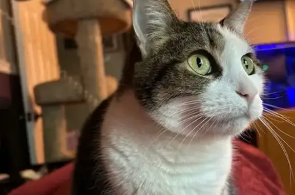 Friendly Indoor Cat Daisy Missing!