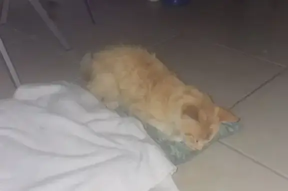 Animaux trouvés Châtillon-la-Palud, photo: Chat roux trouvé, pucé, tatoué, maigre