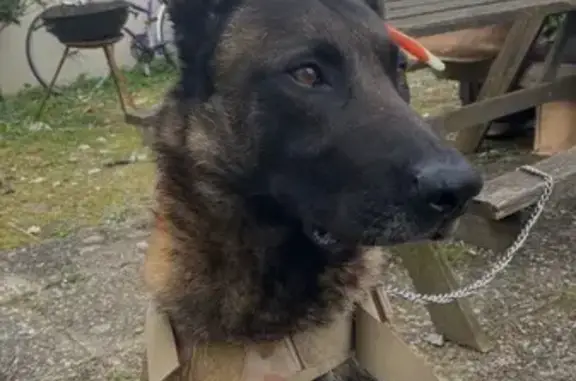 Malinois perdu, volé à Toulouse - photo
