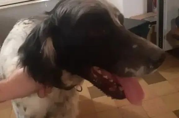 Chien trouvé , photo: Setter noir et blanc trouvé à Nassandres