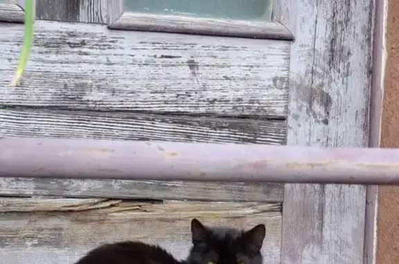 Animaux trouvés Abreschviller, photo: Chat mince trouvé, Rue du Général Jordy