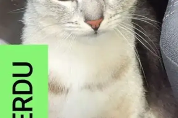 Animaux perdus Jargeau, photo: Chat gris européen perdu à Jargeau