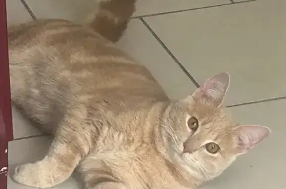 Chat perdu, Évin-Malmaison, photo: Chat roux tigré perdu à Évin-Malmaison