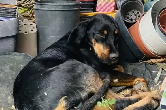 Animaux trouvés , photo: Chienne beauceron trouvée à Bonas