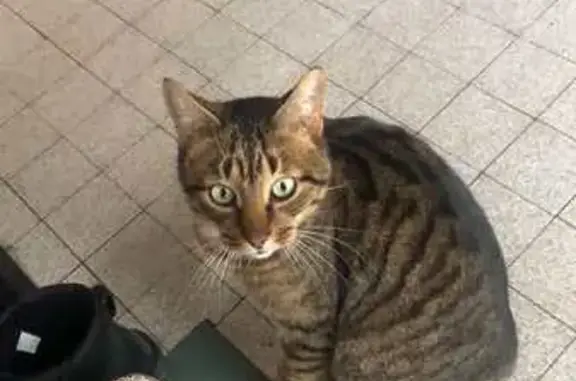 Animaux perdus Metz, photo: Chat perdu : Chon, mince, marron, yeux verts