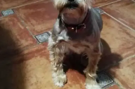 Perro Perdido en Lubrín: 13 Años y Cojo