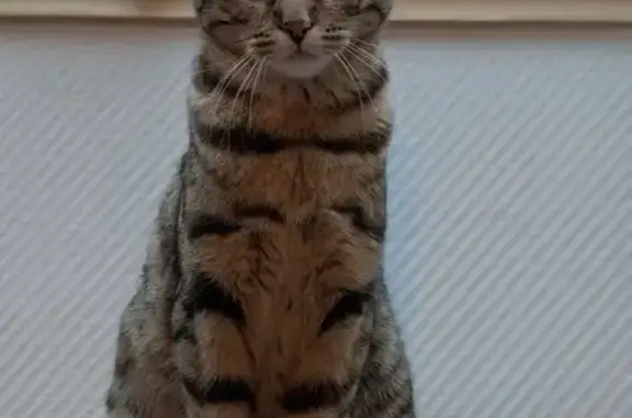 Chat perdu, Bois-le-Roi, photo: Chatte tigrée perdue à Bois-le-Roi