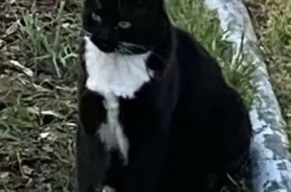 Chat noir Pompon perdu aux Sables-d'Olonne - photo