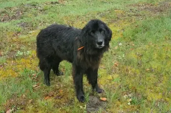 Chien trouvé , photo: Grand chien noir errant à Lacroix-Saint-Ouen