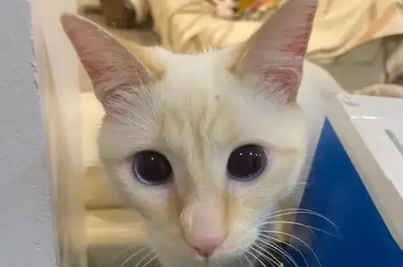 Animaux perdus Fontenay-aux-Roses, photo: Chat blanc perdu, yeux bleus, Fontenay