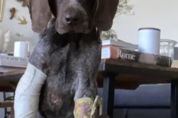 Chiot braque allemand blessé perdu Plogonnec - photo