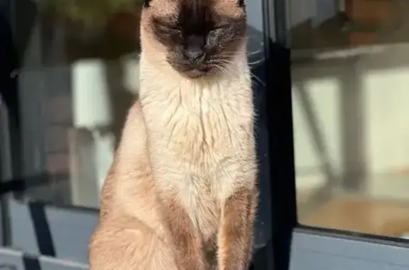 Chat perdu, Le Mans, photo: Chat siamois perdu, Rue Dubignon, Le Mans