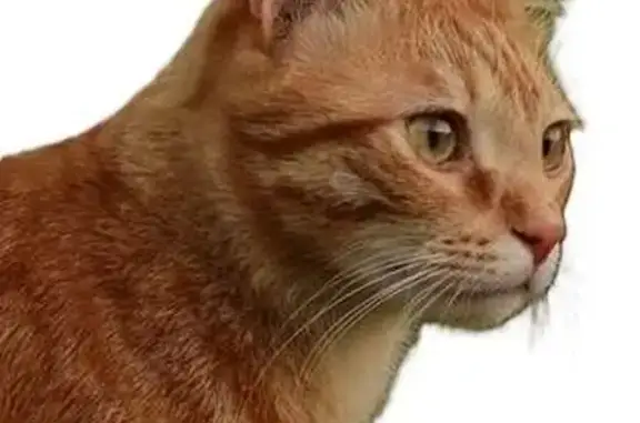 Chat roux perdu, mâle, 9 mois, Verdalle - photo