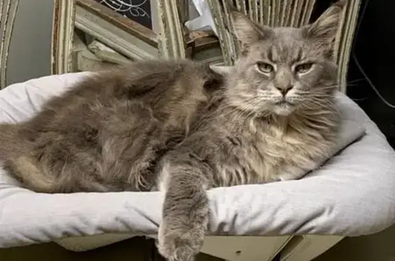 Chatte grise Oméga perdue à Rillieux - photo