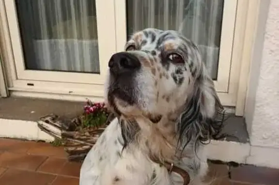 Chien perdu Maclas, photo : Chien perdu entre Saint-Herblain et Maclas