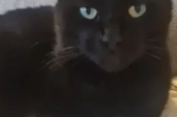 Chat perdu : Baghera, noir, yeux verts, Machecoul - photo