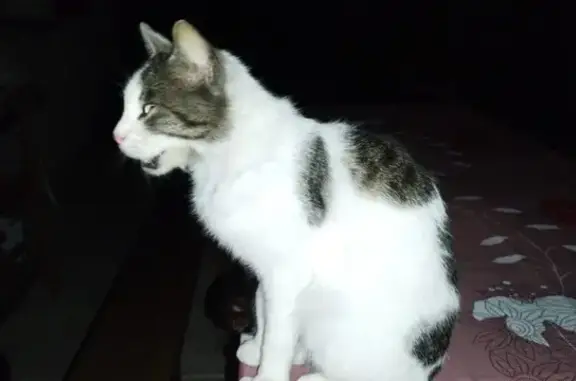 Chat trouvé, sociable, Allée des Roitelets - photo