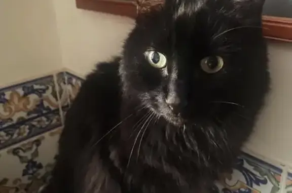 Animaux perdus , photo: Chat perdu : Zlatan, angora noir à Paris