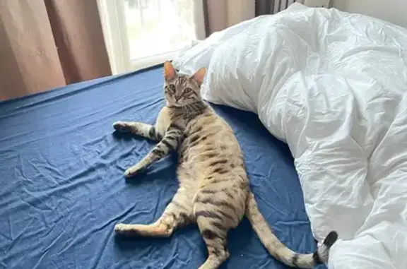 Animaux perdus Montrouge, photo: Chat Bengal perdu, miaule beaucoup, Montrouge