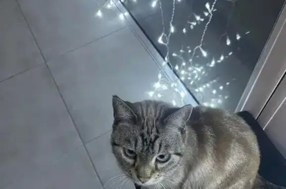 Chat perdu, Aizenay, photo: Chat perdu 9 ans, croisé, Aizenay