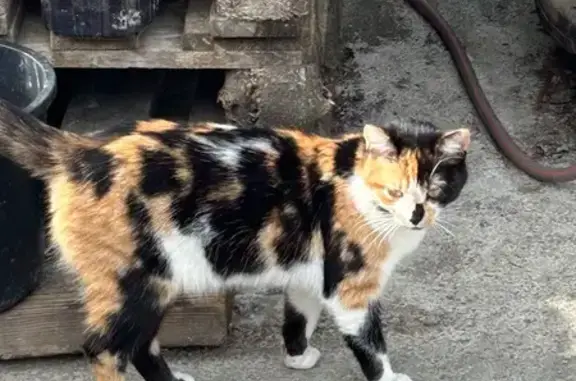 Chat trouvé Hautmont, photo: Chatte tricolore trouvée à Hautmont