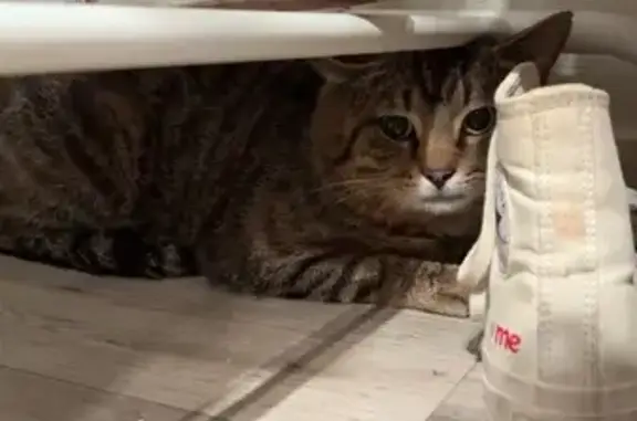 Chat mâle tigré trouvé à Orléans - photo