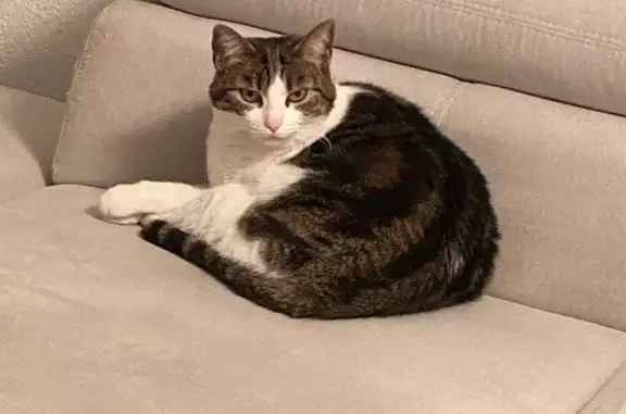 Animaux perdus Hyères, photo: Chatte Tigrée Chanelle Perdue à Hyères