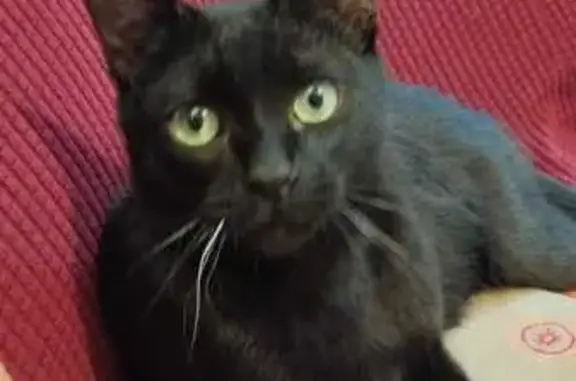 Gato Perdido: 6 Meses, Delgado, Calle Mayor