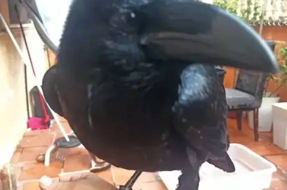 Cuervo Perdido: Responde al Nombre Oscar