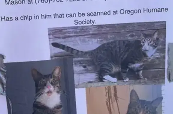 Lost: Grey Striped Cat, Green Eyes, Pink Nose