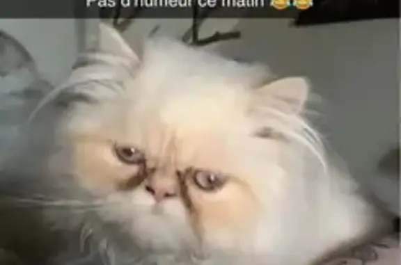 Animaux perdus Saint-Quentin, photo: Chat persan blanc perdu, Rue Prévert 34