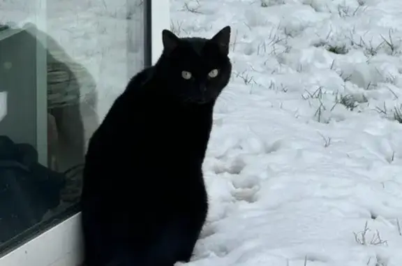Chat perdu, Émerchicourt, photo: Chatte noire perdue à Émerchicourt