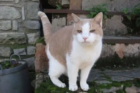 Chat perdu, Mougins, photo: Chat perdue Rousse/Blanche à Mougins