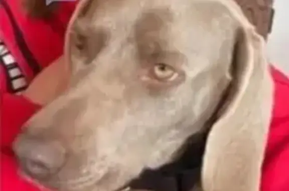 Perro Perdido: Brako Gris Plata en Elche