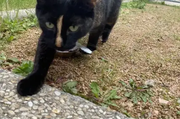 Chat écaille de tortue trouvée à Moulins - photo